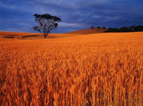 Bioestrusione, tutto il potenziale della biomassa