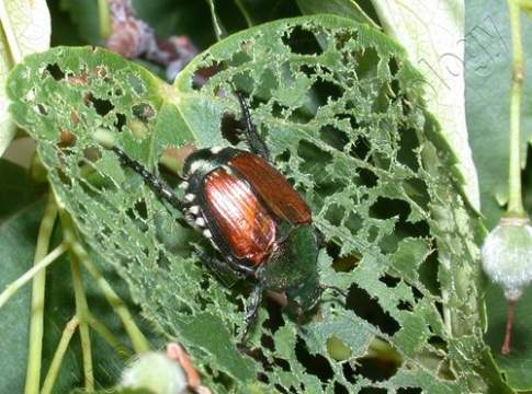 Insetti, la minaccia giapponese