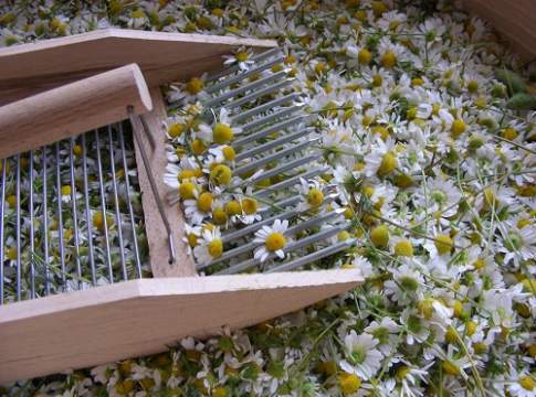 Piante officinali, triplicati gli ettari!