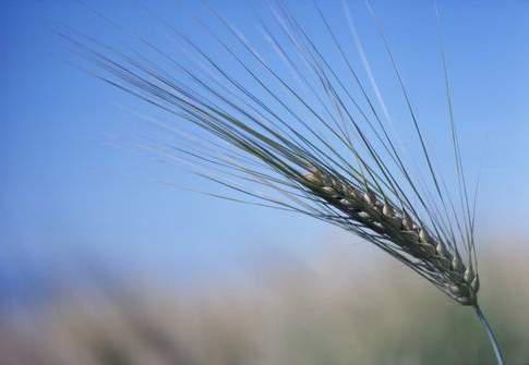 Giovani e agricoltura, qualche numero…