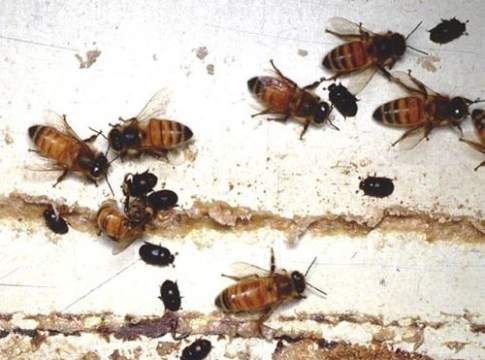 Timore per le api, in Italia coleottero killer