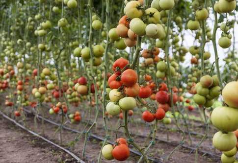 L’idea del marchio unico per l’Italia