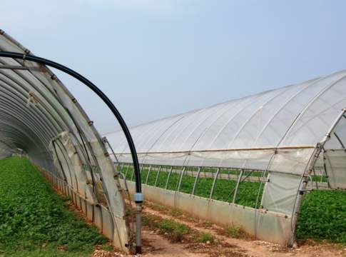 Innovazioni nelle insalate