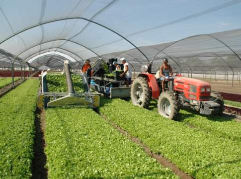 Trattore, meglio old style