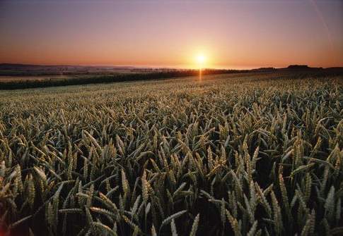Biodiversità indispensabile per il cambiamento climatico