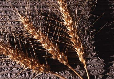 Indispensabile per il cambiamento climatico