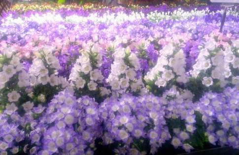 Il substrato in aiuto della direttiva nitrati