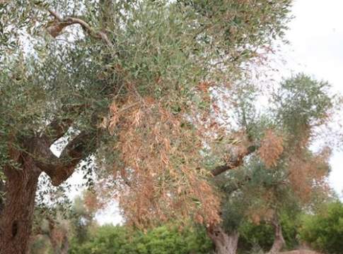 Gli ulivi colpiti sono da abbattere