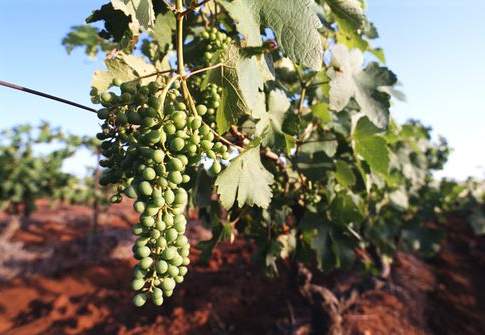 Telecamere hi-tech per prevenire la Xylella