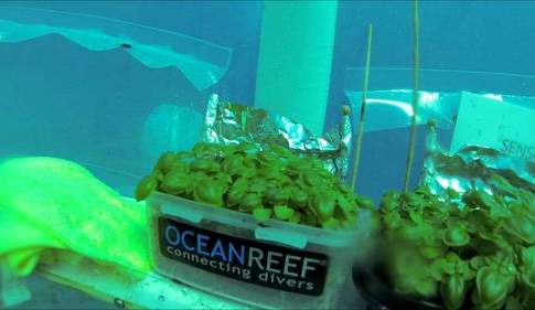 La serra del futuro? In fondo al mare…