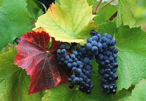 Il valore del vigneto Italia