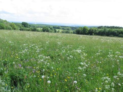 Quali prospettive per le Bioenergie?