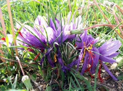 Il rilancio dello zafferano