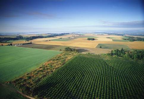 Riportare gli alberi sui campi