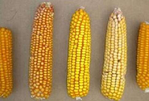 Il mais “magico” che parla italiano