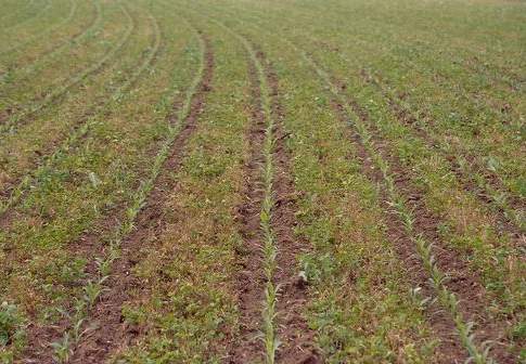 Efficienza energetica e Agricoltura: tante le vie per incontrarsi