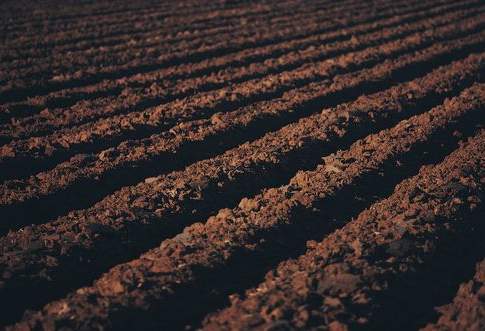 Agricoltura e sicurezza alimentare