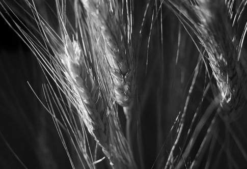 Spighe di qualità…