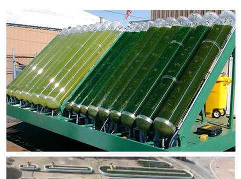 Il nuovo biodiesel. Dalle alghe