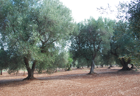 Agricoltura blu anche nell’oliveto