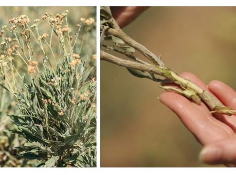 Pneumatici più sostenibili. Con le nuove gomme naturali