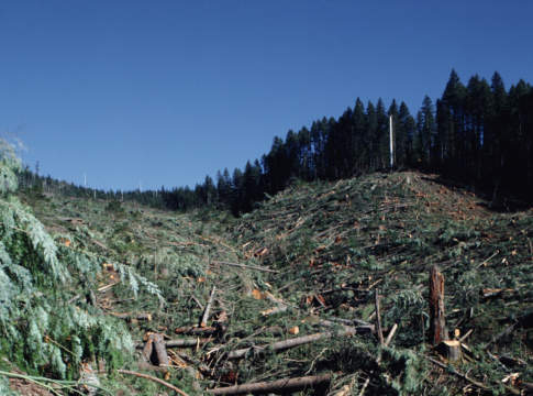 Luci e ombre delle foreste d’Italia