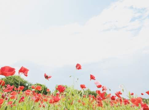 Le istruzioni Agea per il subentro nel regime dei piccoli agricoltori