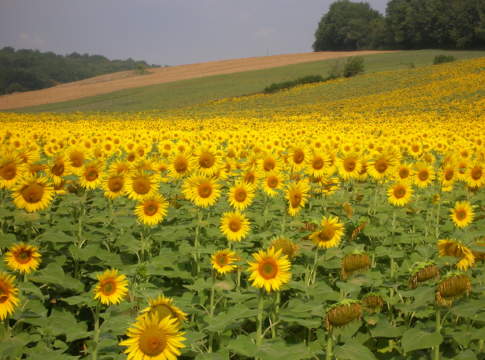 Bando Ismea per insediamento giovani