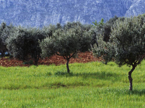 Familiare coadiuvante: si applica l’esenzione Imu?