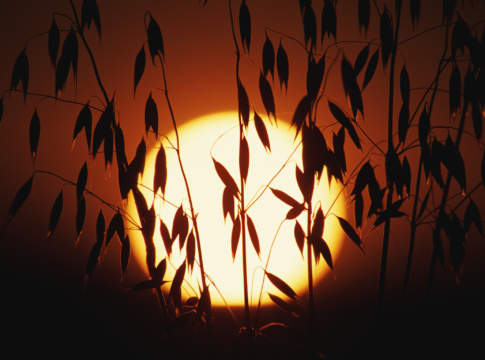 Agricoltura, il 2015 secondo i dati dell’Istat