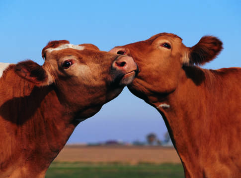 In arrivo il latte doc