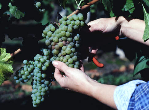 Il problema dei voucher in agricoltura