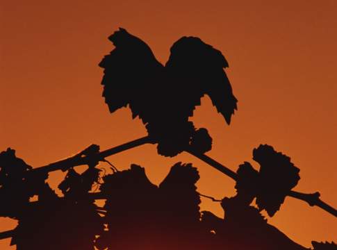 L’ottima performance dell’agricoltura del Sud Italia