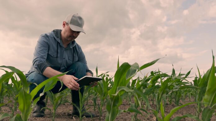agriculture, farmer working corn field digital tablet, Smart farmer in digital era, Tablet for effective fieldwork, Young corn development, Modern business in agriculture, Productivity improvement with tech, Checking field growth, Rural business innovation, Tech-driven plant mon