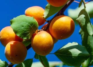 Sviluppo di sistemi lipidici ad alto valore attraverso l’impiego di agenti strutturanti innovativi