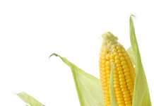 Farine di mais speciali, ottimizzazione della tecnica molitoria per l’ottimizzazione dei loro valori qualitativo e salutistico