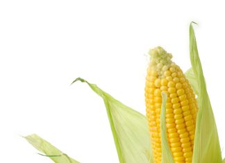 Farine di mais speciali, ottimizzazione della tecnica molitoria per l’ottimizzazione dei loro valori qualitativo e salutistico