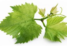 Antiossidanti, sviluppo di un metodo analitico per la quantificazione di tras-resveratrolo in estratti di tralci di vite