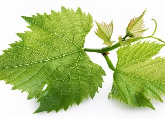 Antiossidanti, sviluppo di un metodo analitico per la quantificazione di tras-resveratrolo in estratti di tralci di vite