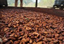 Influenza dello stato delle coltivazioni e delle operazioni conseguenti sulla qualità del cacao