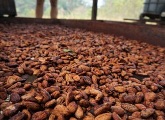 Influenza dello stato delle coltivazioni e delle operazioni conseguenti sulla qualità del cacao