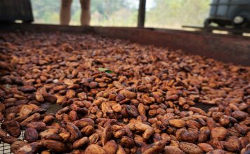 Influenza dello stato delle coltivazioni e delle operazioni conseguenti sulla qualità del cacao