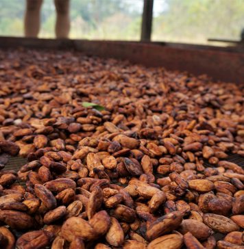 Influenza dello stato delle coltivazioni e delle operazioni conseguenti sulla qualità del cacao