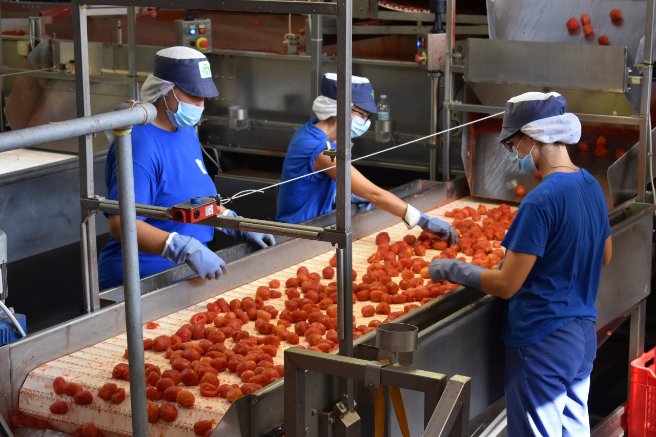 L’azienda Mutti Ricerca Operai/e Stagionali – Campagna Pomodoro 2026/2027 L’azienda Mutti Ricerca Operai/e Stagionali – Campagna Pomodoro 2026/2027