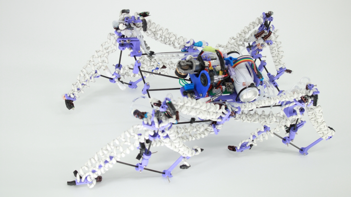 Muscoli robotici che imitano quelli naturali