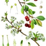 Prunus_cerasus_-_Köhler–s_Medizinal-Pflanzen-113