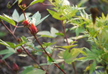 Hibiscus sabdariffa: un aiuto naturale contro ipertensione e deficit cognitivi