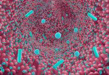 Microbi presenti nel cibo influenzano il microbiota umano