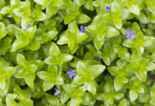 Ayurveda: studi di letteratura attestano l’azione neuroprotettiva di Bacopa