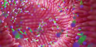 Microbiota e immunoterapia nel carcinoma renale metastatico: i risultati dello studio TACITO Microbiota